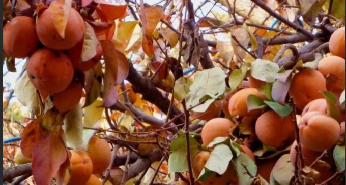 НАЧАЛСЯ СЕЗОН ХУРМЫ! Почему её плоды называют «солнечным фруктом» и как этот фрукт замедляет старение организма